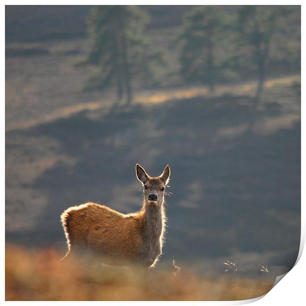 Red Deer Calf Print by Macrae Images