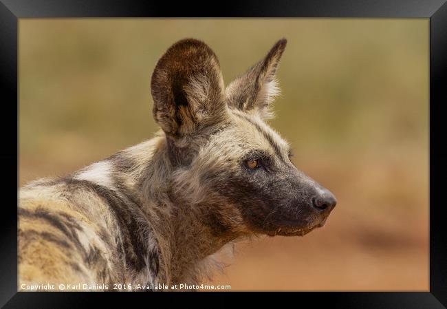 Wild Dog Portrait Framed Print by Karl Daniels