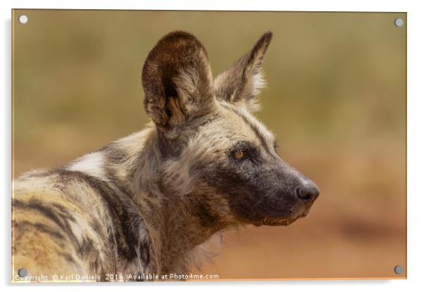 Wild Dog Portrait Acrylic by Karl Daniels