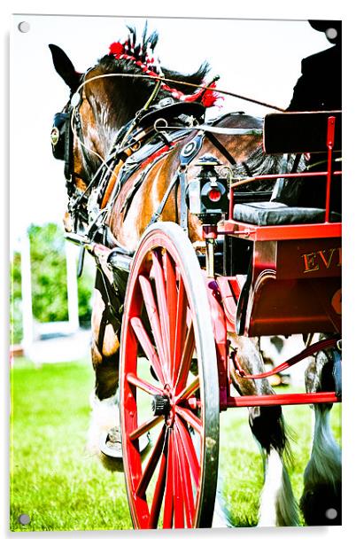 Horse & Carriage Acrylic by tony golding