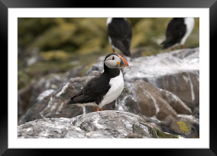 Puffin with bright orange beak Framed Mounted Print by Simon Marshall