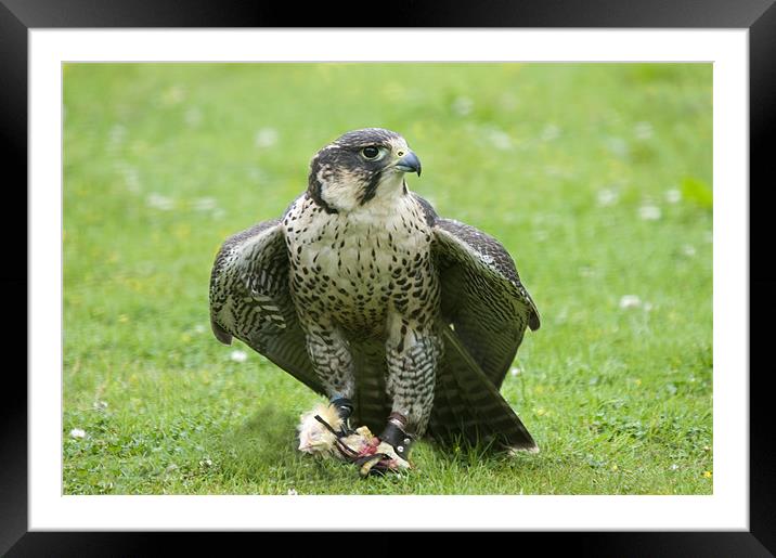 Hybrid Peregrine and Lanner Falcon Framed Mounted Print by Simon Marshall
