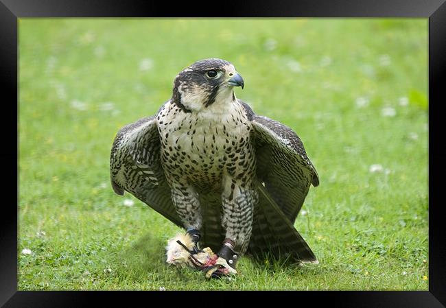 Hybrid Peregrine and Lanner Falcon Framed Print by Simon Marshall