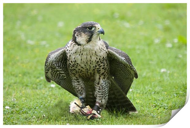 Hybrid Peregrine and Lanner Falcon Print by Simon Marshall