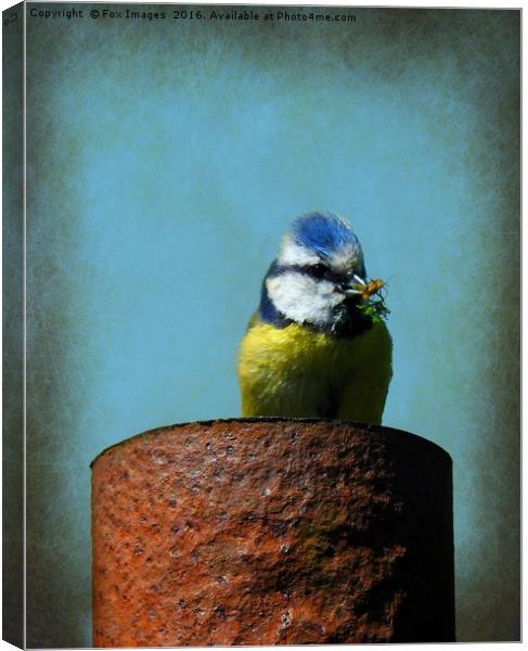 Blue Tit Bird Canvas Print by Derrick Fox Lomax