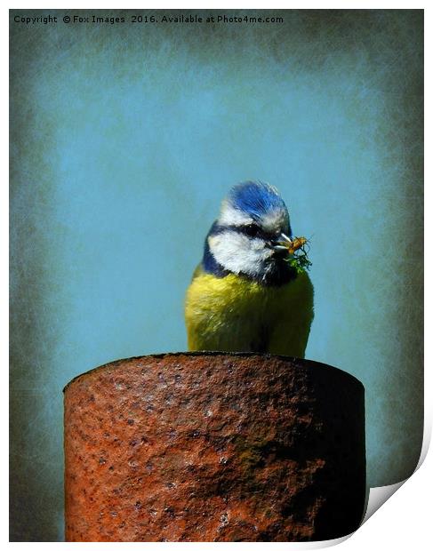 Blue Tit Bird Print by Derrick Fox Lomax