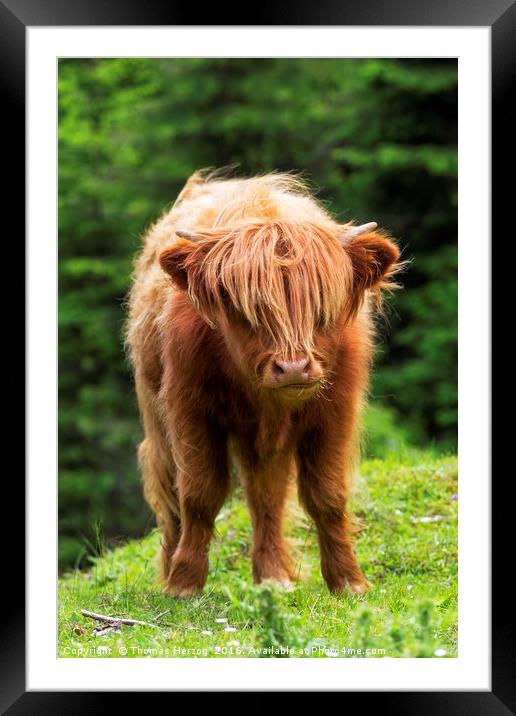 Scottish highland calf Framed Mounted Print by Thomas Herzog