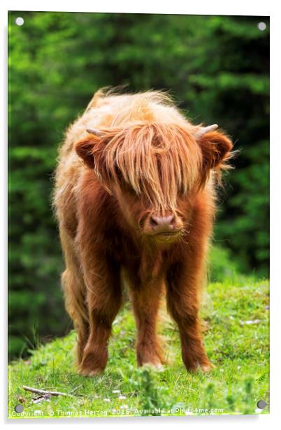 Scottish highland calf Acrylic by Thomas Herzog