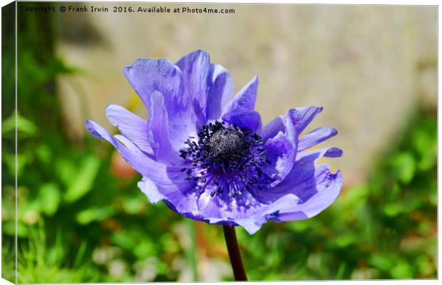 Windswept little Anemone Canvas Print by Frank Irwin
