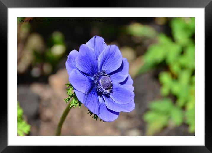 Beautiful blue Anemone Framed Mounted Print by Frank Irwin