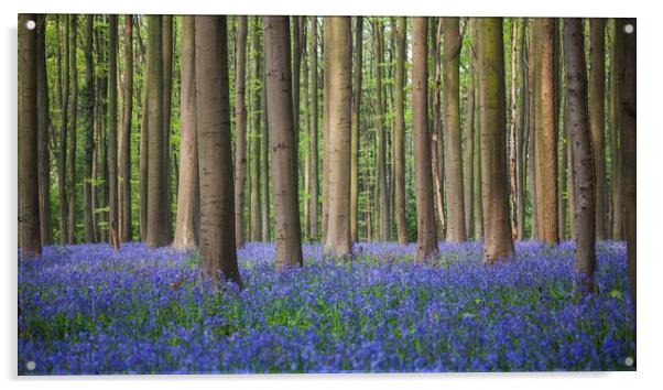 Bluebell wood of Hallerbos Acrylic by Johannes Valkama