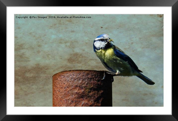 Blue Tit Bird Framed Mounted Print by Derrick Fox Lomax