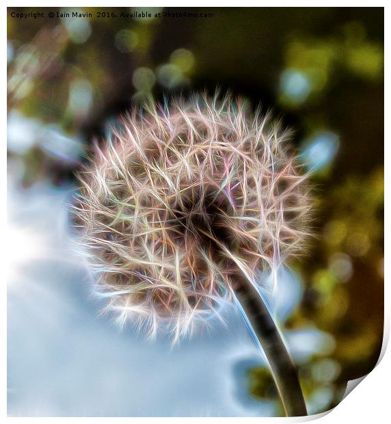 Bokeh of Dandelion Print by Iain Mavin