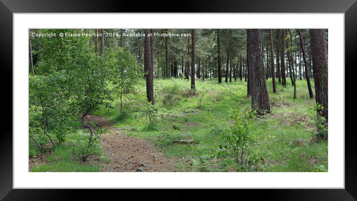 The forest floor Framed Mounted Print by Elaine Pearson