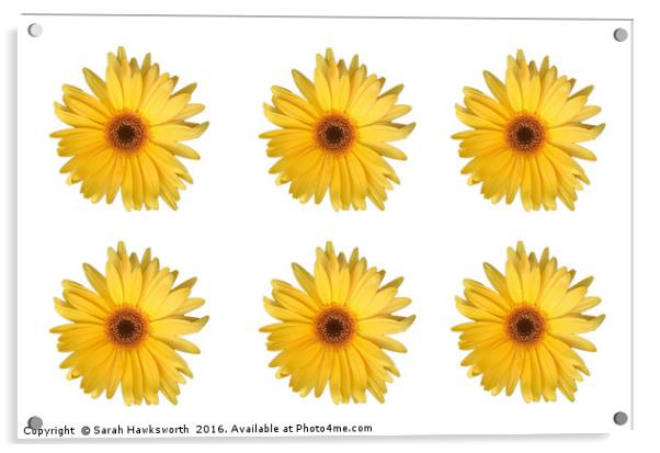 6 Yellow Daisies / flowers Acrylic by Sarah Hawksworth