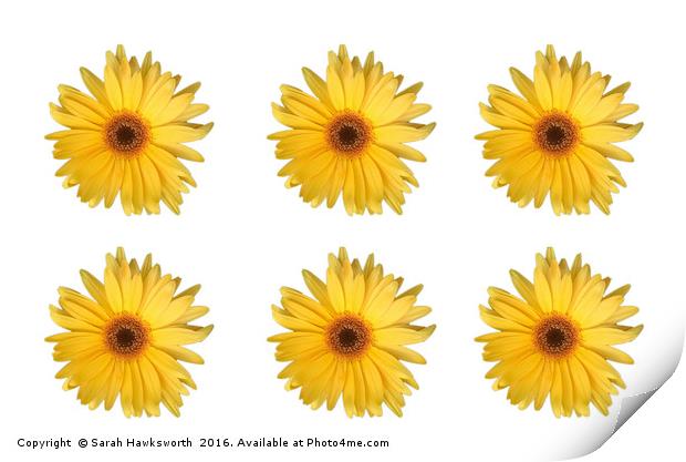 6 Yellow Daisies / flowers Print by Sarah Hawksworth