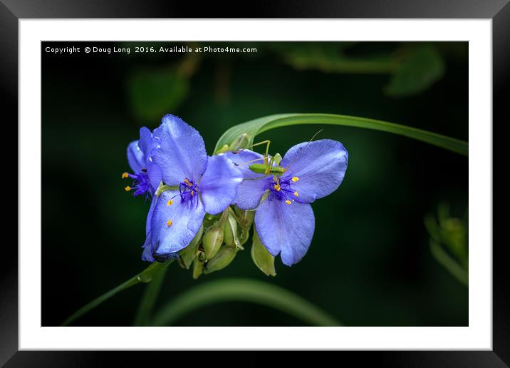 Spiderwort with Bug Framed Mounted Print by Doug Long