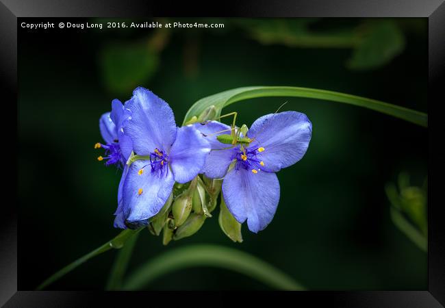 Spiderwort with Bug Framed Print by Doug Long