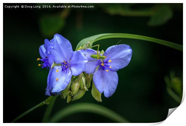 Spiderwort with Bug Print by Doug Long