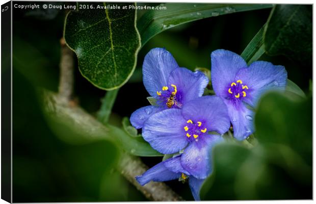 Spiderwort with Bee Canvas Print by Doug Long