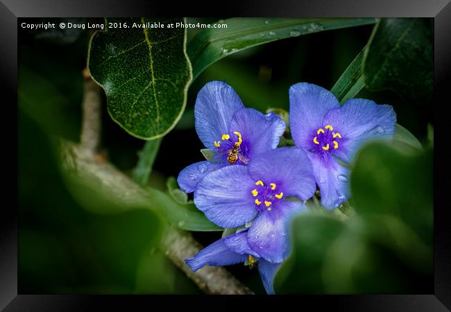 Spiderwort with Bee Framed Print by Doug Long