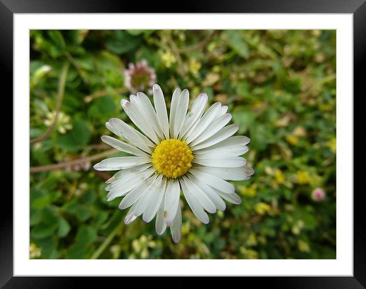 Daisy Framed Mounted Print by William Coulthard