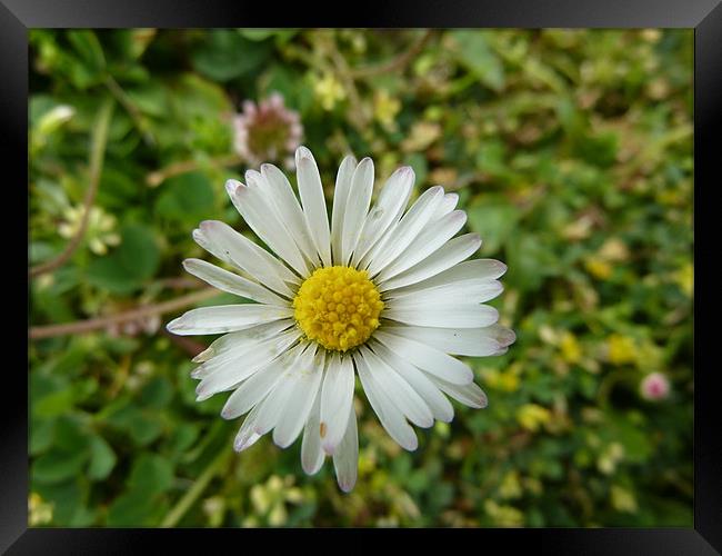 Daisy Framed Print by William Coulthard