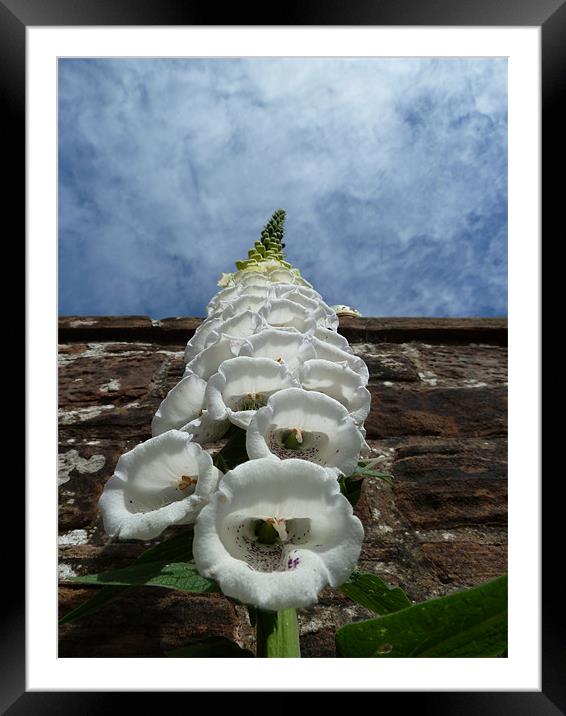 Foxglove Heading for the Sky Framed Mounted Print by William Coulthard