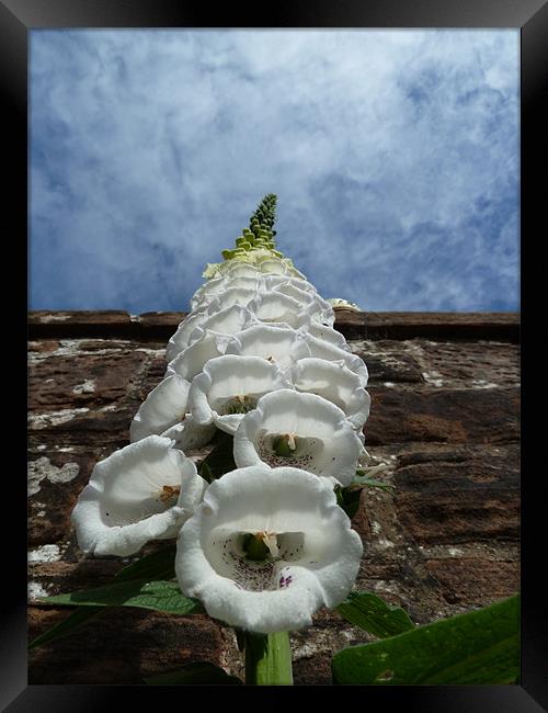 Foxglove Heading for the Sky Framed Print by William Coulthard
