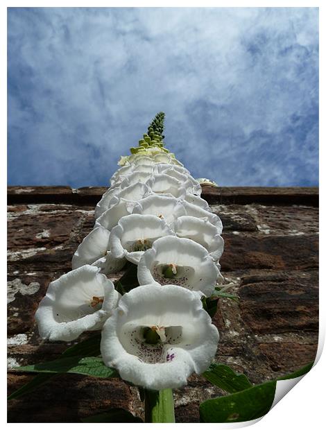 Foxglove Heading for the Sky Print by William Coulthard