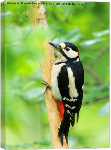 Woody Woodpecker Canvas Print by Martin Kemp Wildlife