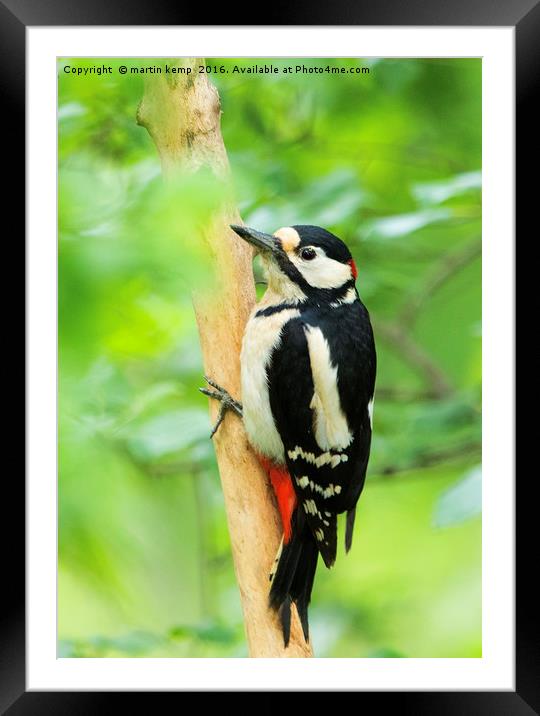 Woody Woodpecker Framed Mounted Print by Martin Kemp Wildlife