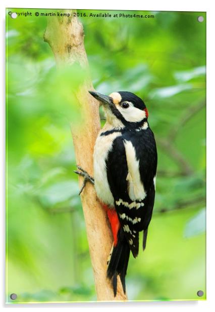 Woody Woodpecker Acrylic by Martin Kemp Wildlife