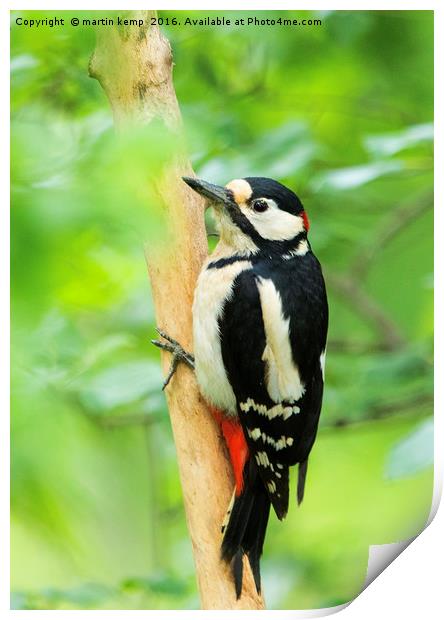 Woody Woodpecker Print by Martin Kemp Wildlife