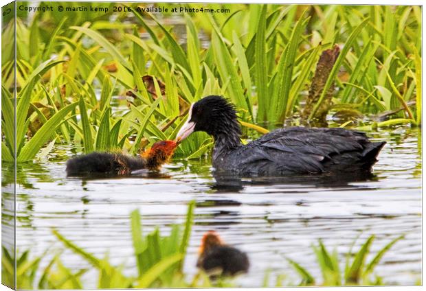 Coot With Chick Canvas Print by Martin Kemp Wildlife