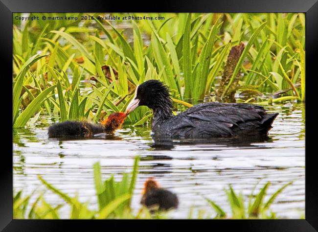 Coot With Chick Framed Print by Martin Kemp Wildlife