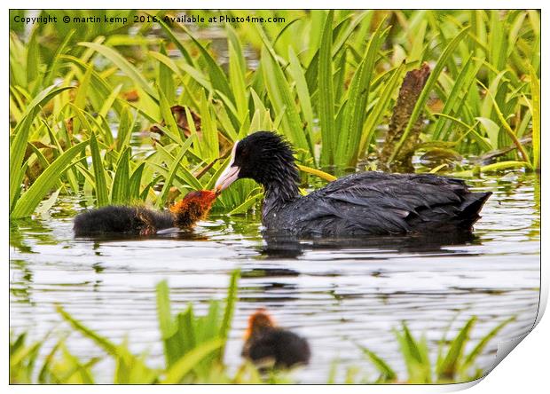 Coot With Chick Print by Martin Kemp Wildlife