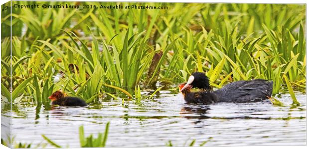 Coot Moving Chick Canvas Print by Martin Kemp Wildlife