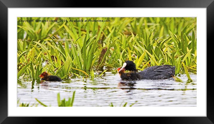 Coot Moving Chick Framed Mounted Print by Martin Kemp Wildlife