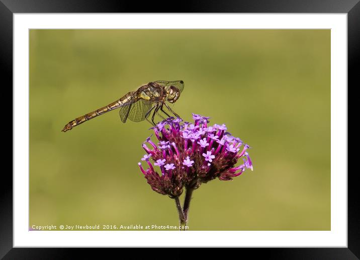 Common Darter Dragonfly  Framed Mounted Print by Joy Newbould