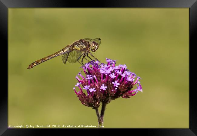 Common Darter Dragonfly  Framed Print by Joy Newbould