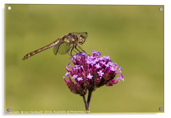 Common Darter Dragonfly  Acrylic by Joy Newbould