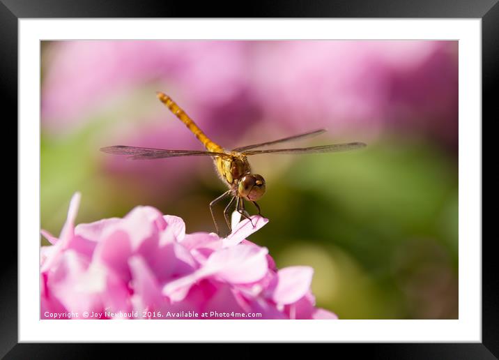 Common Darter Dragonfly on Pink Hydrangea Framed Mounted Print by Joy Newbould