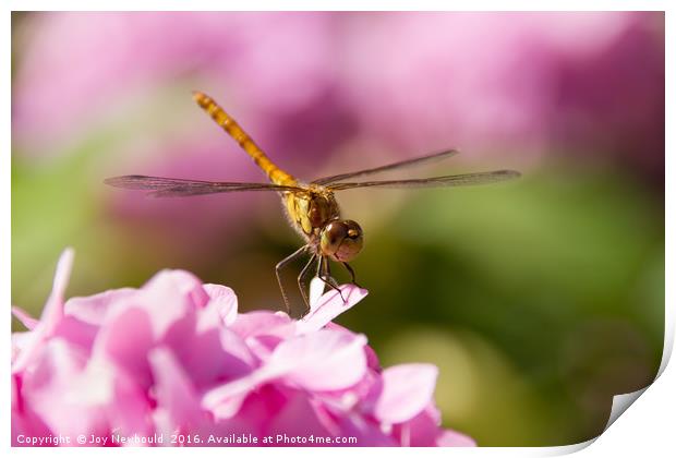 Common Darter Dragonfly on Pink Hydrangea Print by Joy Newbould