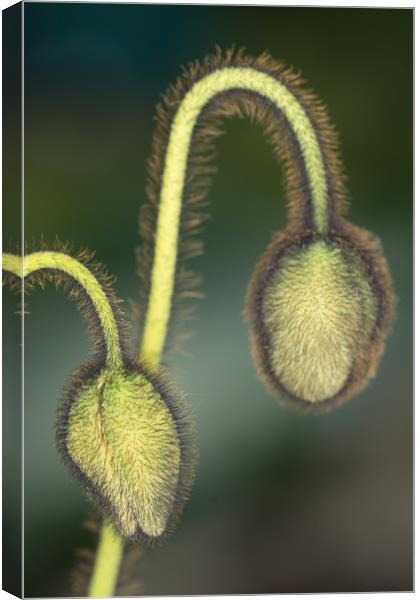 Electric Poppy Buds Canvas Print by Steve Purnell
