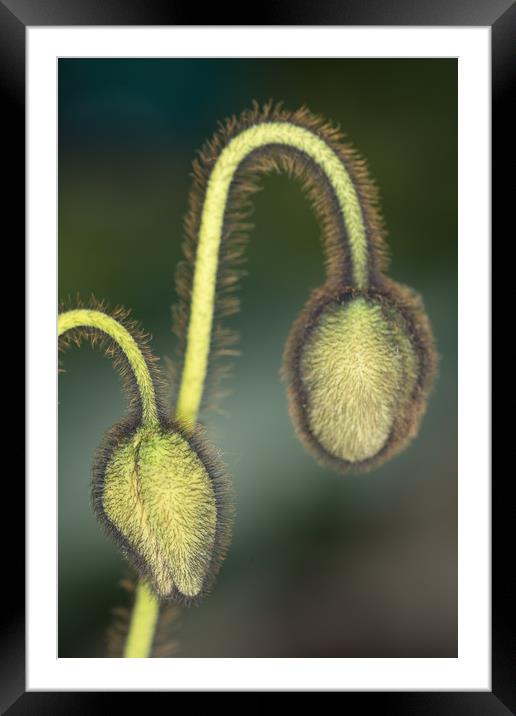 Electric Poppy Buds Framed Mounted Print by Steve Purnell