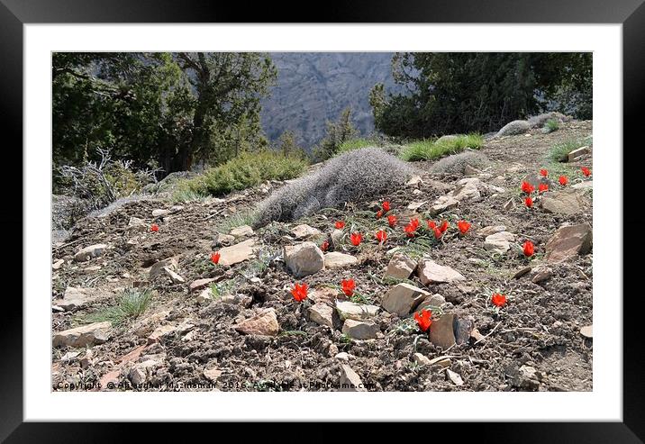 Wild red tulips on mountain, Framed Mounted Print by Ali asghar Mazinanian