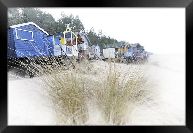 Beach huts and Pampas Grass Framed Print by Stephen Mole