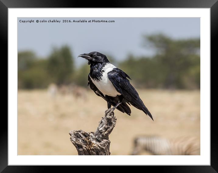 Namibian Pied Crow Framed Mounted Print by colin chalkley