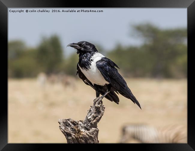Namibian Pied Crow Framed Print by colin chalkley